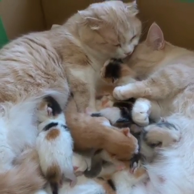 桃ちゃんをなめるいろはちゃん