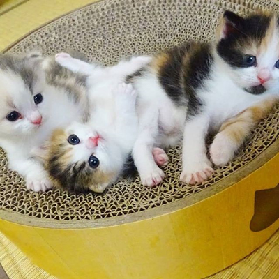 桃ちゃんベイビー