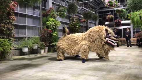 沖縄 獅子舞 迫力 すごい 怖い 琉球獅子舞 大きい