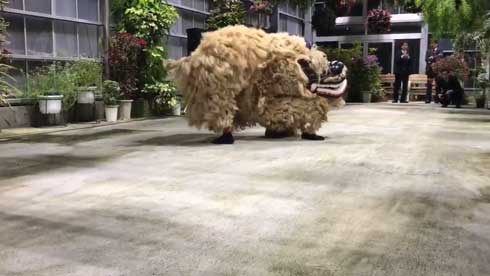 沖縄 獅子舞 迫力 すごい 怖い 琉球獅子舞 大きい