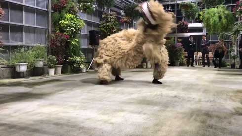 沖縄 獅子舞 迫力 すごい 怖い 琉球獅子舞 大きい