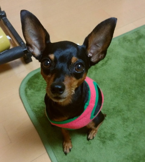 ぼくと三本足のちょんぴー