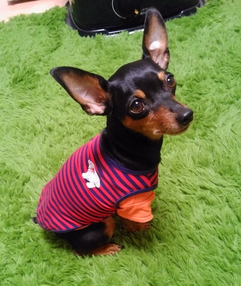 ぼくと三本足のちょんぴー