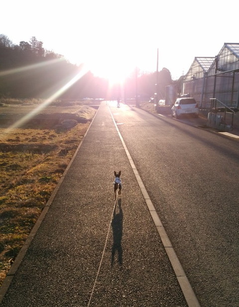 ぼくと三本足のちょんぴー