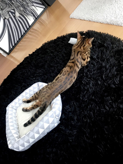これはネコ？ それともニシキヘビ……？ 思いっきり伸びた猫ちゃん