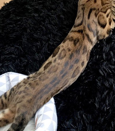 Cannelleさんさらにアップ