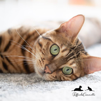 目がテンCannelleさん