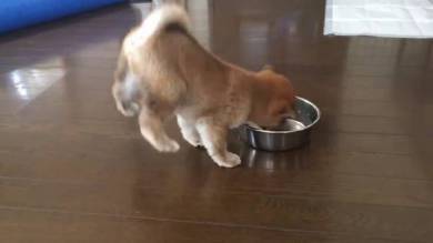 腕立て ごはん 柴犬 りんご郎君