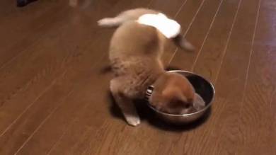 腕立て ごはん 柴犬 りんご郎君