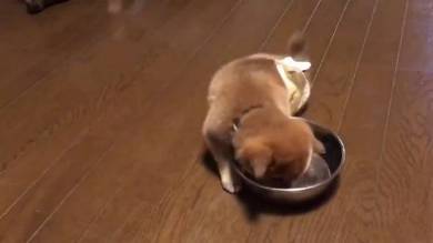 腕立て ごはん 柴犬 りんご郎君