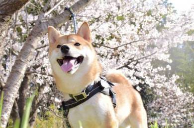 腕立て ごはん 柴犬 りんご郎君