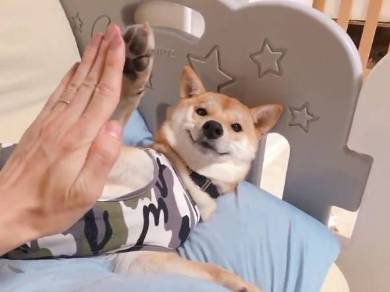 腕立て ごはん 柴犬 りんご郎君