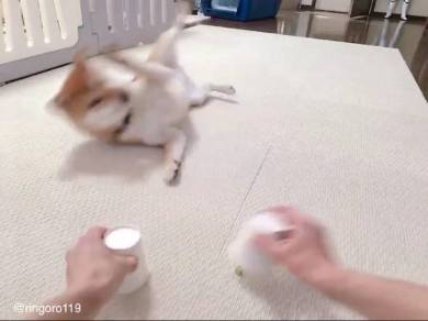 腕立て ごはん 柴犬 りんご郎君