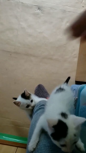ハタ屋さん