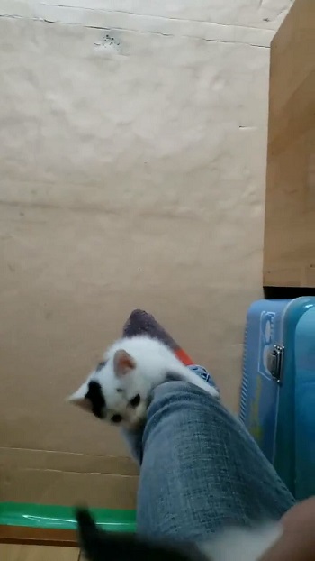 ハタ屋さん