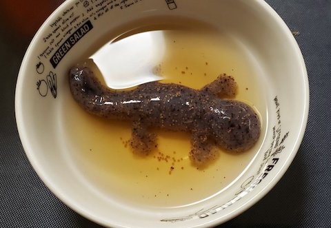 オオサンショウウオこんにゃく