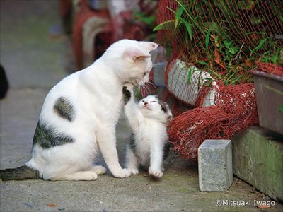 岩合光昭写真展「こねこ」