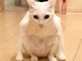 ニャンキー座り!?　ちょっと変わった座り方をする猫さんがかわいい