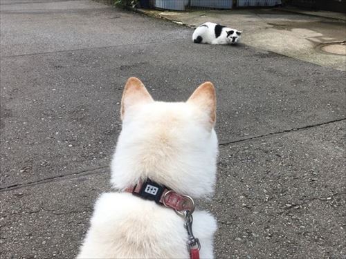 白柴『きなこ』のお気楽ブログ