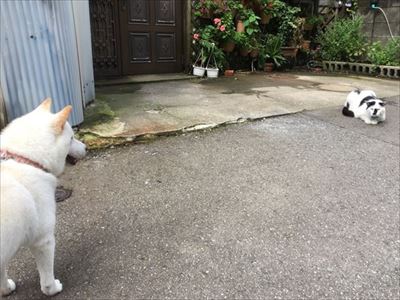 白柴『きなこ』のお気楽ブログ