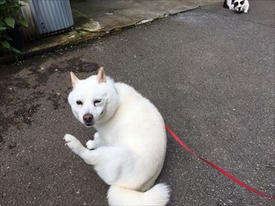 白柴『きなこ』のお気楽ブログ