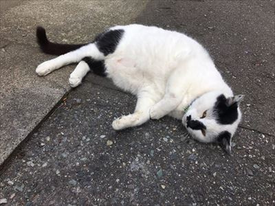 白柴『きなこ』のお気楽ブログ