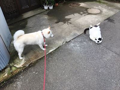 白柴『きなこ』のお気楽ブログ