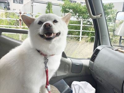 白柴『きなこ』のお気楽ブログ