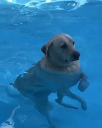 プールに立つわんこ