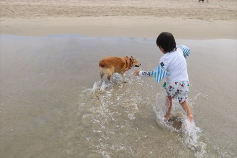 犬