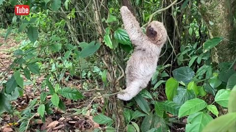 ナマケモノ