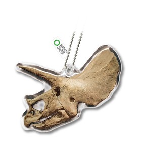 チンアナゴニョキニョキ&古生物