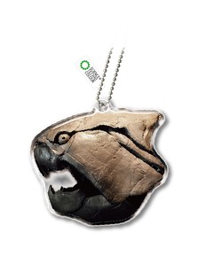 チンアナゴニョキニョキ&古生物