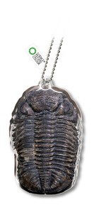 チンアナゴニョキニョキ&古生物