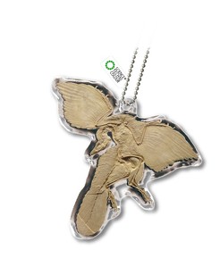 チンアナゴニョキニョキ&古生物