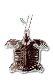 チンアナゴニョキニョキ&古生物