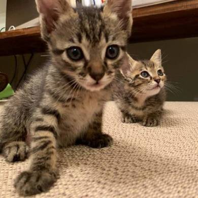 もなかちゃん キーボード