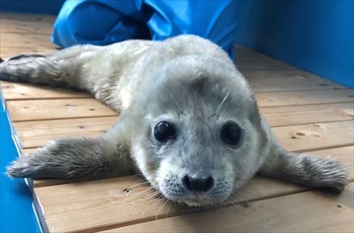 伊勢シーパラダイス　ゴマフアザラシ