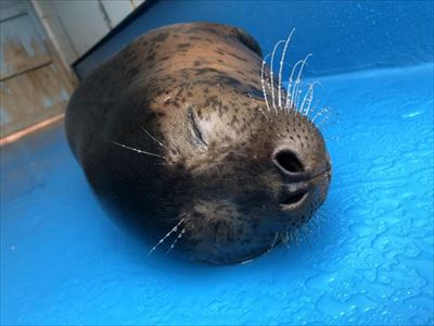 伊勢シーパラダイス　ゴマフアザラシ