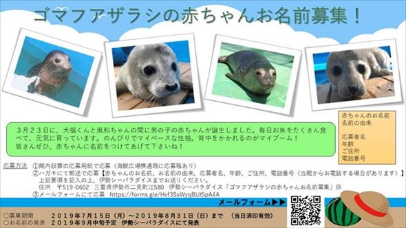 伊勢シーパラダイス　ゴマフアザラシ