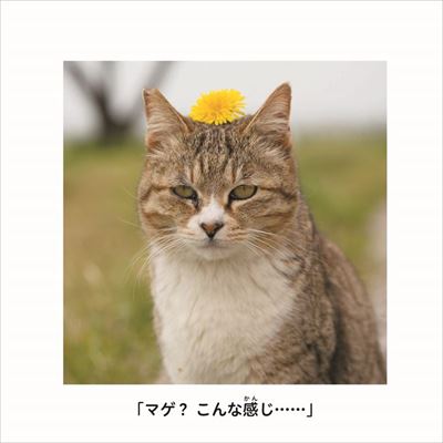 にゃんこ相撲　写真展