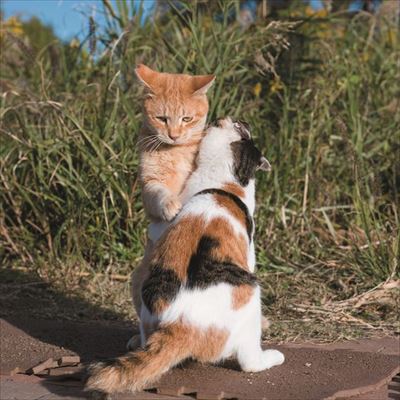 にゃんこ相撲　写真展