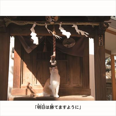 にゃんこ相撲　写真展