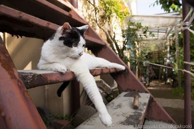 にゃんこ相撲　写真展