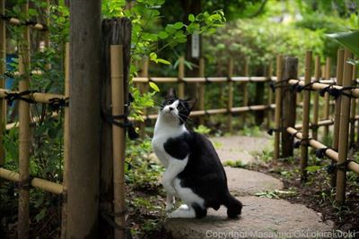 にゃんこ相撲　写真展