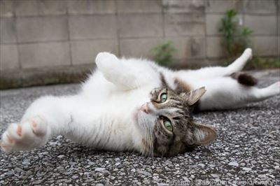 にゃんこ相撲　写真展