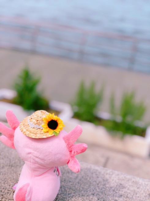 ぬい撮りサンライズ