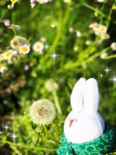 ぬい撮りサンライズ