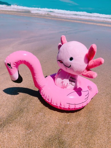 ぬい撮りサンライズ