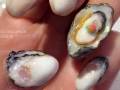 爪の上に生牡蠣が……!?　リアルでおいしそうな「牡蠣ネイル」が一杯やれそうなクオリティー
